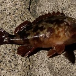 観光ホテルで根魚